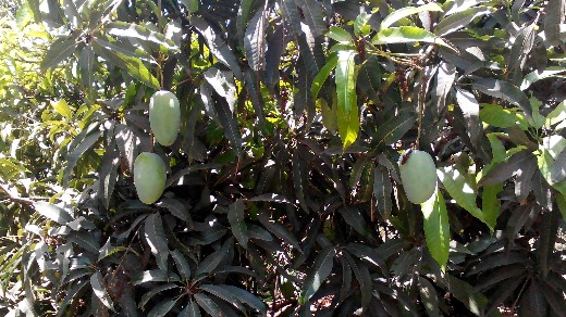 Kesar Mango