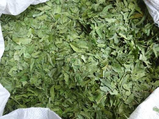 NEEM LEAVES