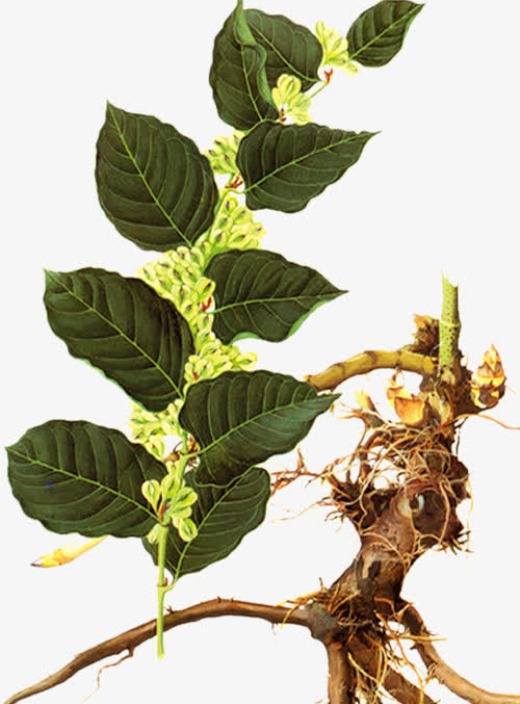 Ressveratrol