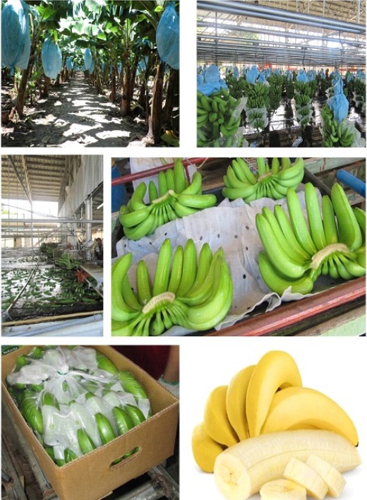Banana Cavendish