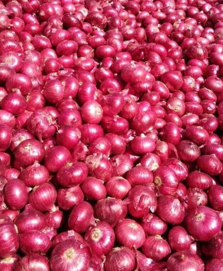 Fresh onion