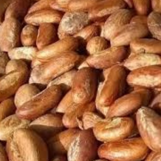 Bitter Kola