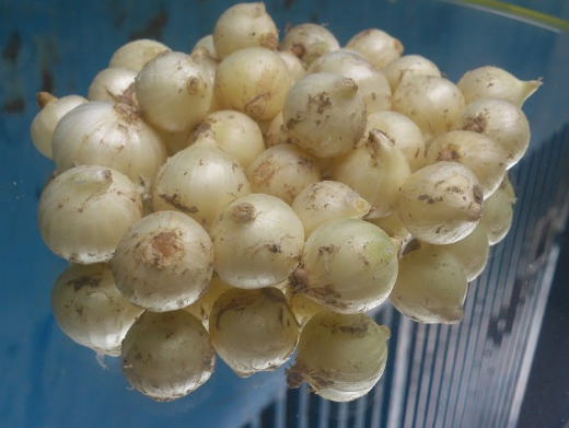 Chives (Tubers)