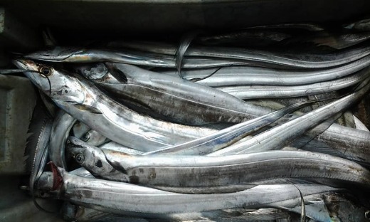 ribbon fish