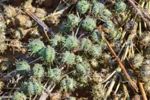 Castor Seeds