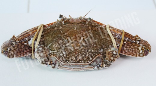Crabs & half cut crabs
