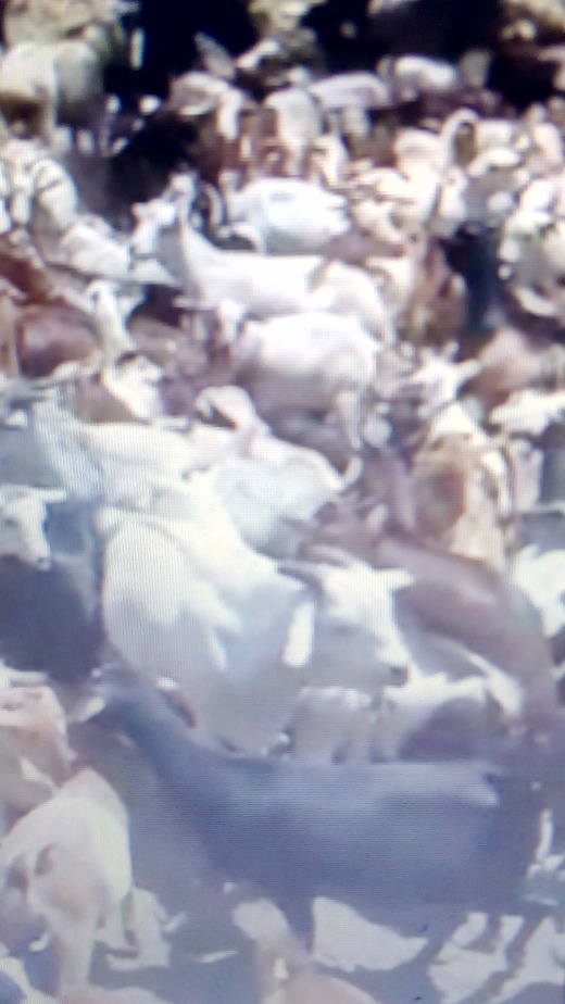 GOAT MEAT