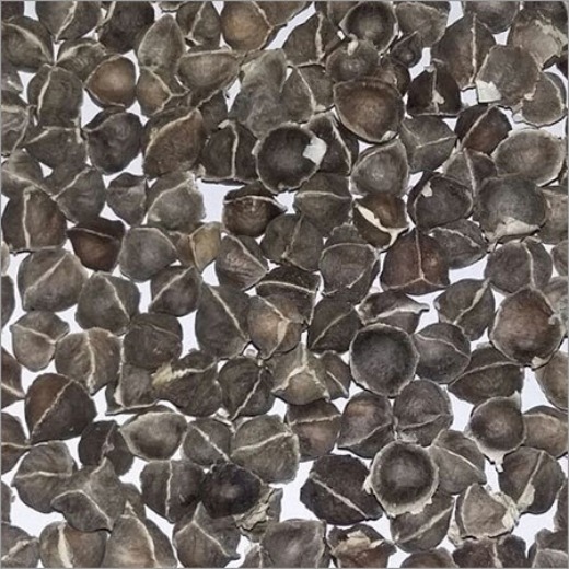 Moringa Seeds without Wings