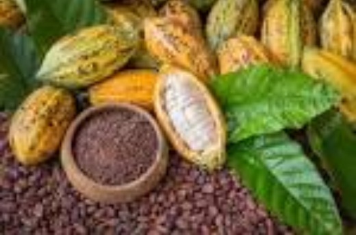Cocoa 
