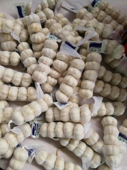 Garlic
